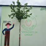 Hrab obyčajný (Carpinus betulus) - výška 380-400 cm, obvod kmeňa 6/8 cm, kont. C35L/44L